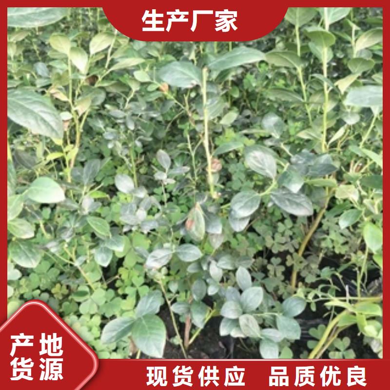 蓝莓苗-占地果树多年厂家可靠