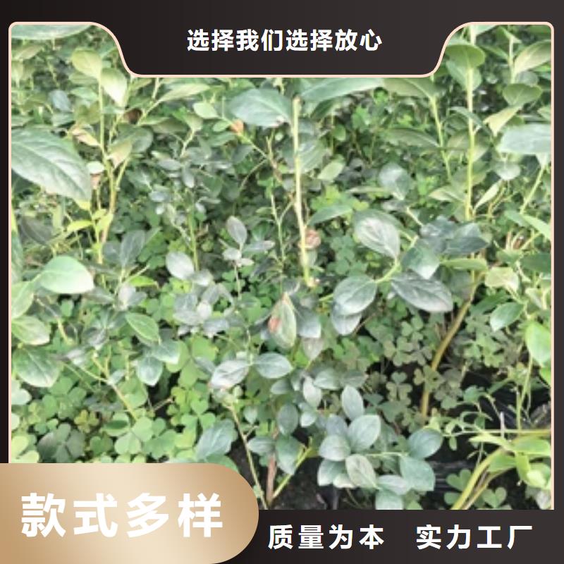 蓝莓苗占地果树合作共赢