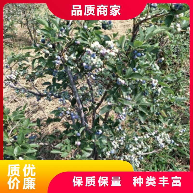 泰山景松 造型景松视频-泰山景松 造型景松_辽宁省抚顺市市场覆盖顺城|新抚|阜新|锦州|营口|丹东等