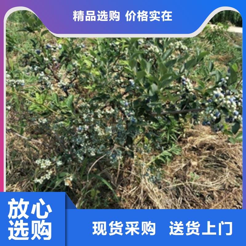 蓝莓苗,国槐质量上乘