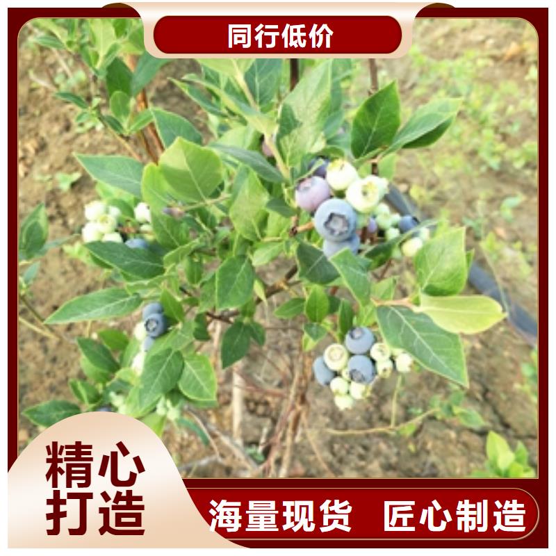 蓝莓苗_钙果苗价格地道