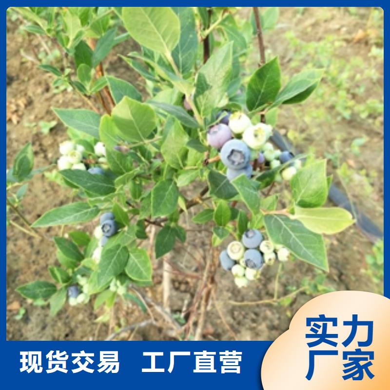 正家泰山景松 造型景松【 蓝莓苗生产加工】诚信商务网