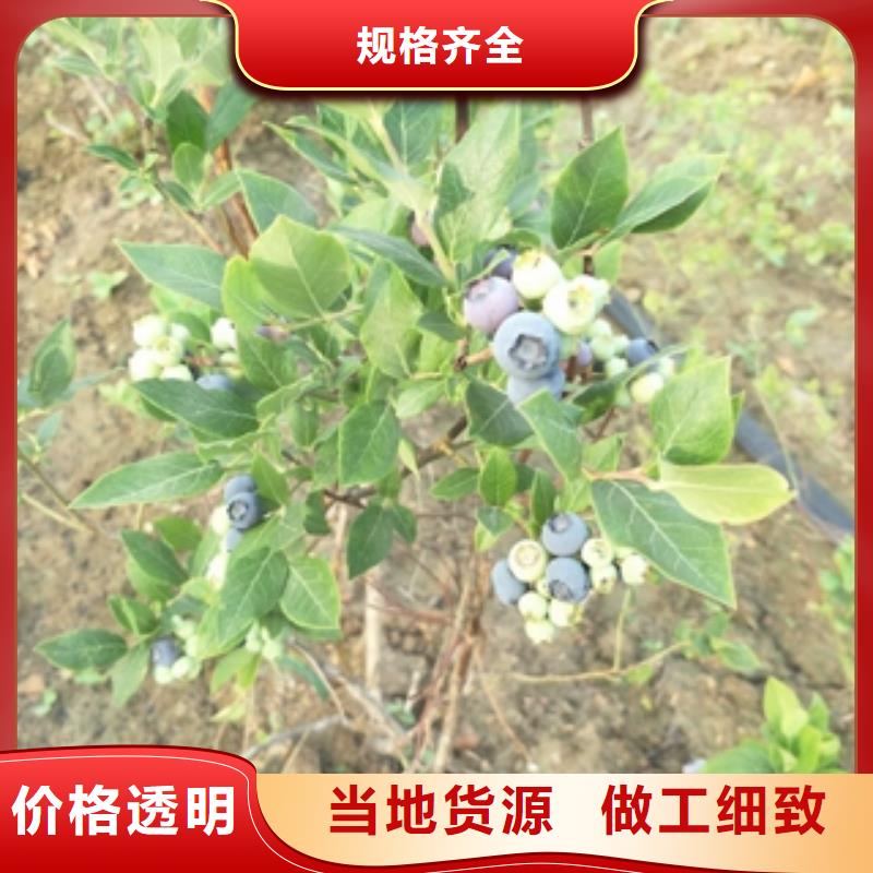 蓝莓苗_钙果苗价格地道