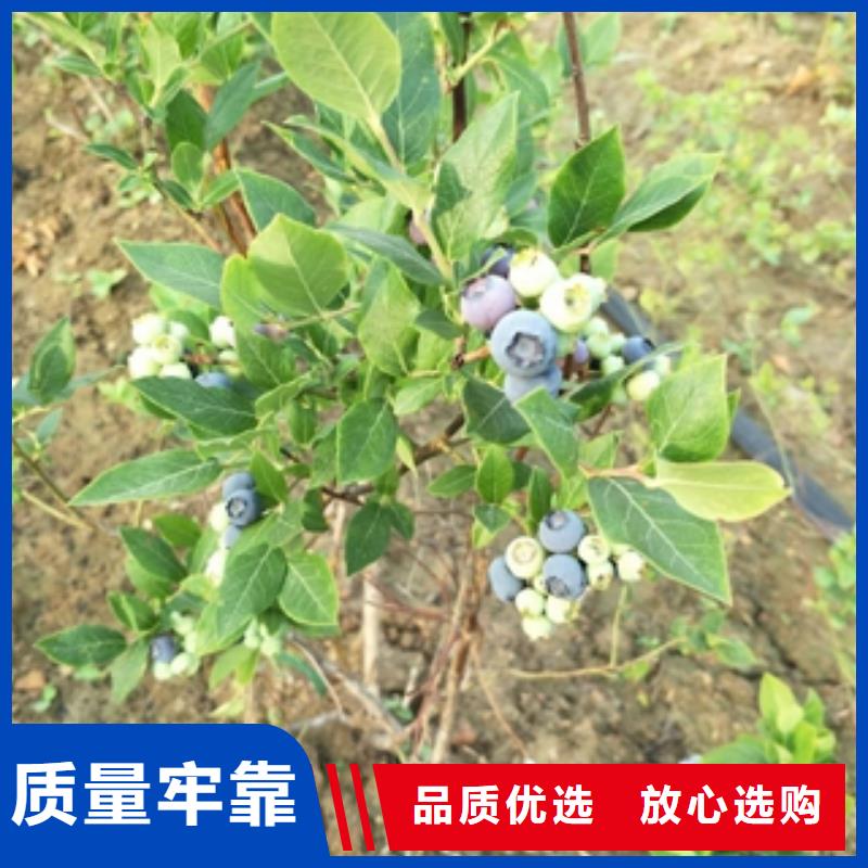 蓝莓苗碧桃厂家定制