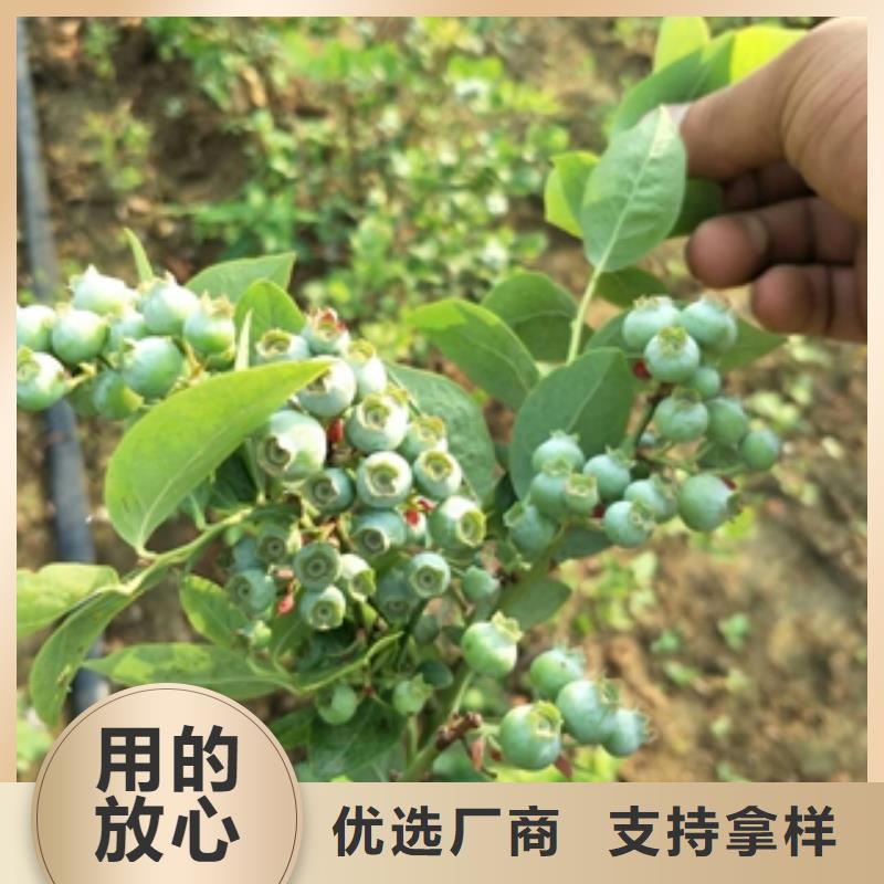 蓝莓苗泰山景松造型景松专业生产N年