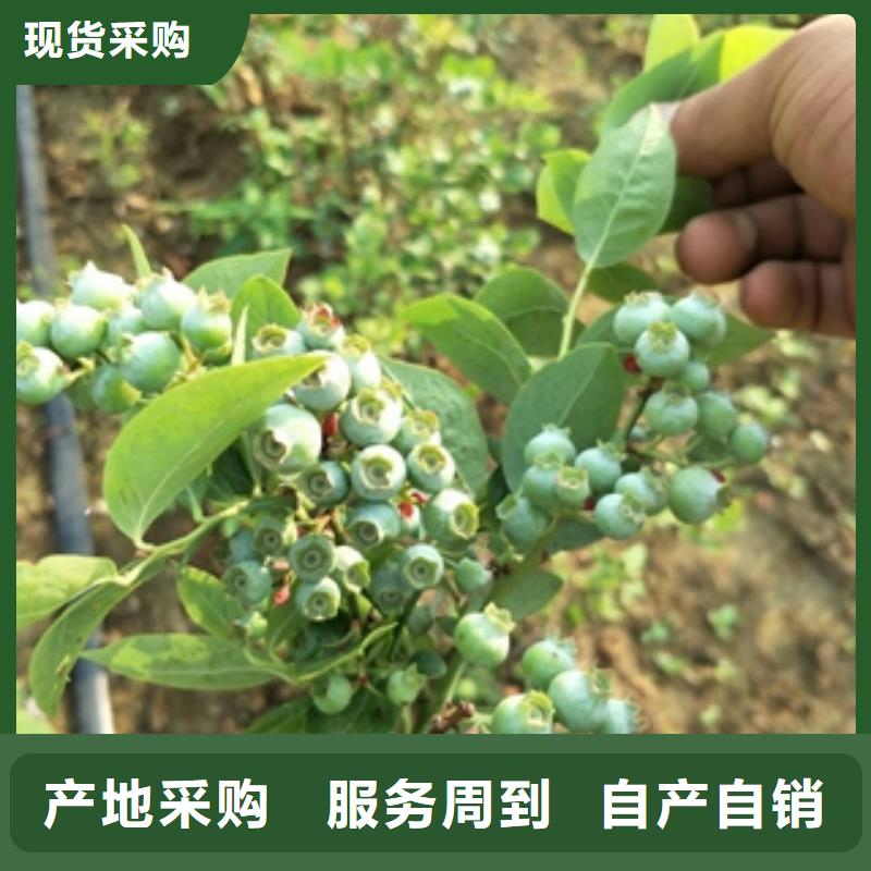 泰山景松 造型景松视频-景洪|勐海|曲靖|玉溪|怒江|保山|昆明泰山景松 造型景松一手货源-正家园艺场(西双版纳市分公司)