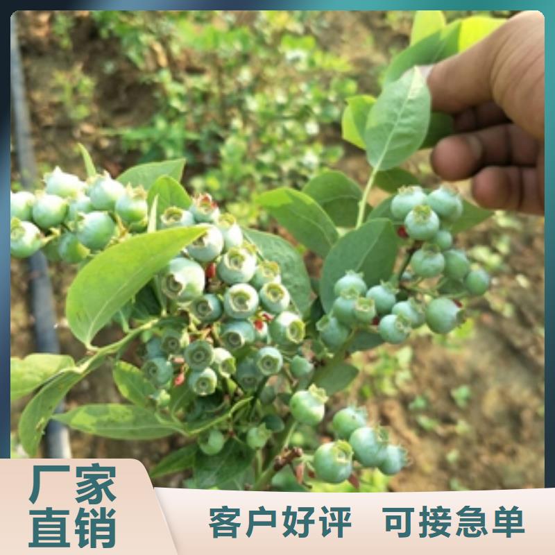 蓝莓苗-占地果树多年厂家可靠
