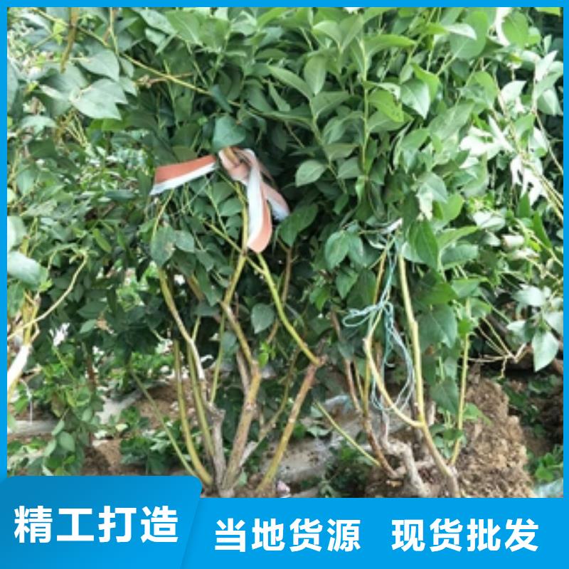 蓝莓苗泰山景松造型景松多年厂家可靠