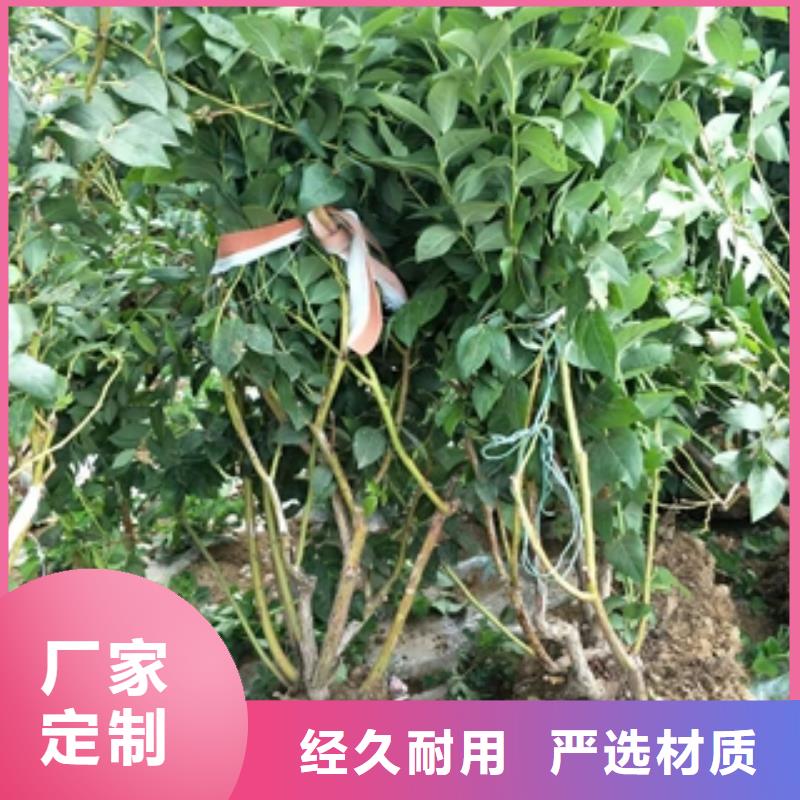 蓝莓苗_钙果苗价格地道