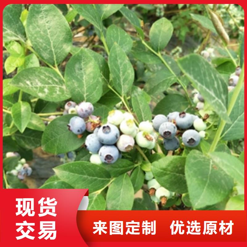 蓝莓苗_钙果苗价格地道