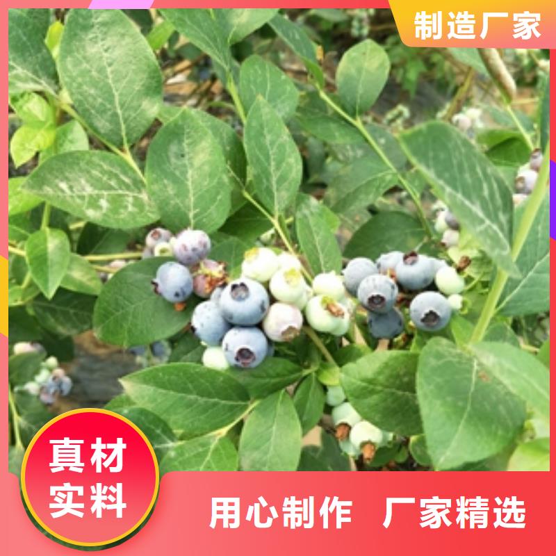 蓝莓苗碧桃厂家定制