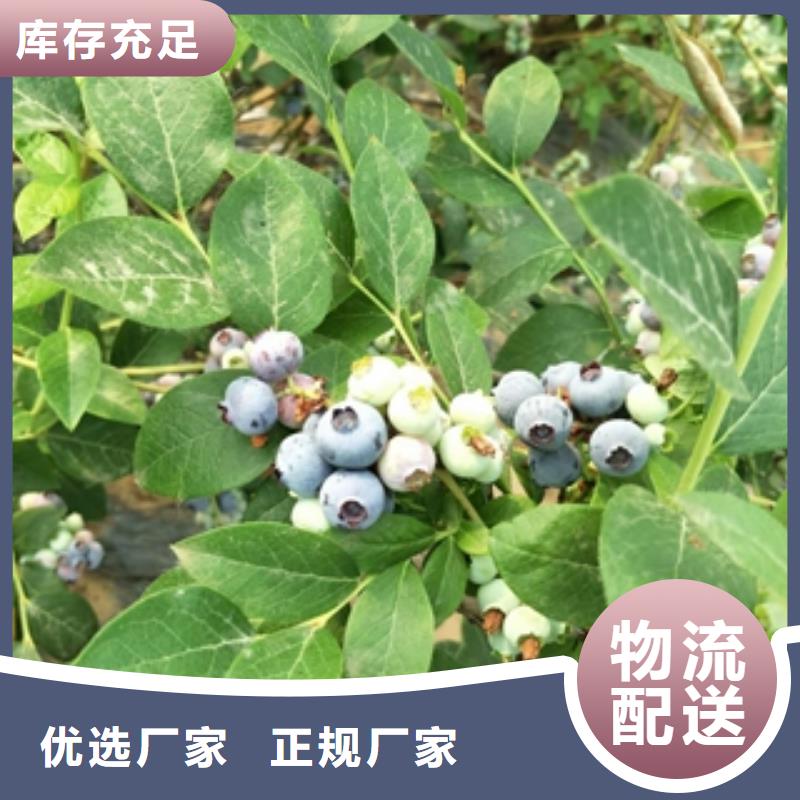 蓝莓苗占地果树合作共赢