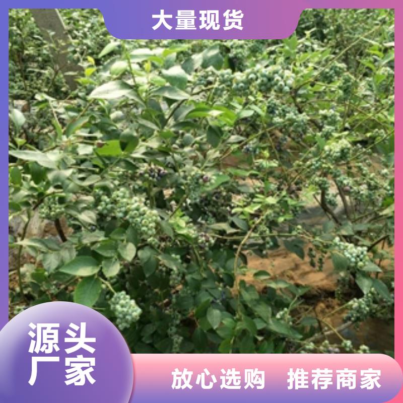 蓝莓苗碧桃厂家定制
