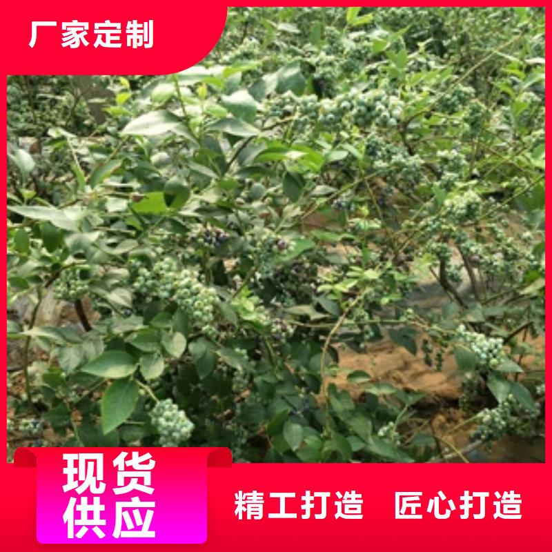 蓝莓苗占地果树高标准高品质