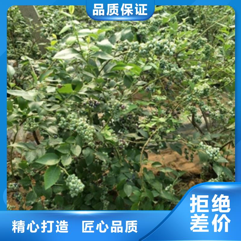 蓝莓苗-占地果树多年厂家可靠