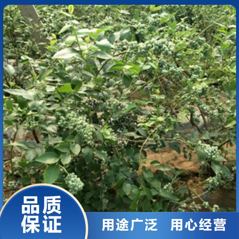 蓝莓苗_泰山景松造型景松满足客户所需