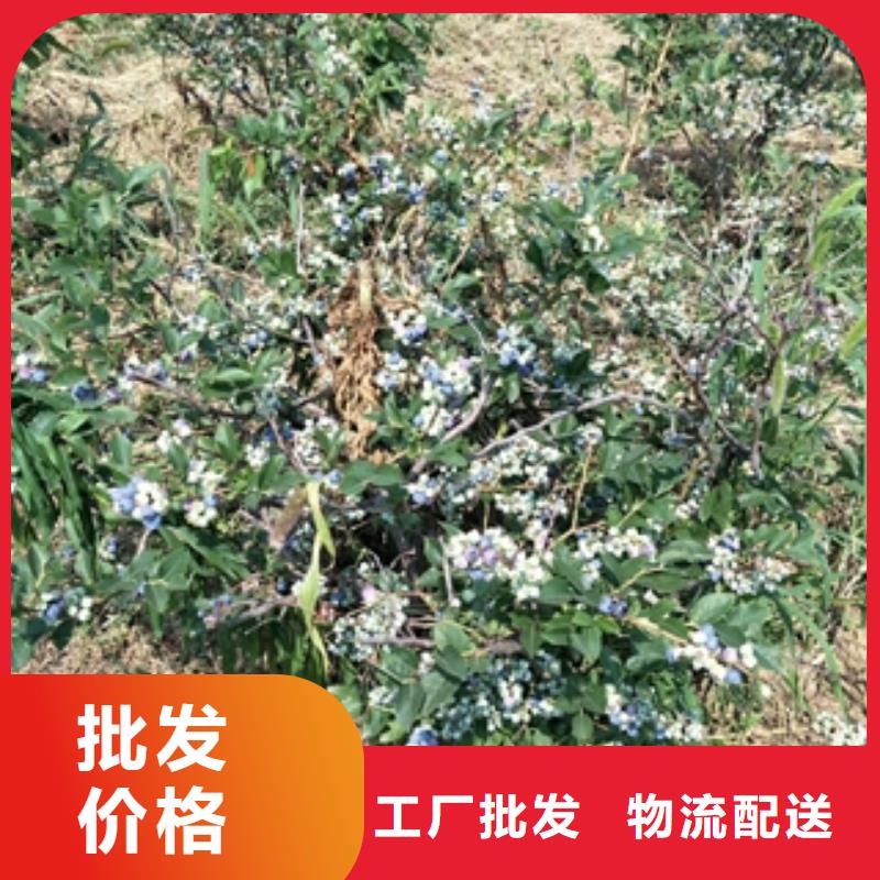 泰山景松 造型景松视频-景洪|勐海|曲靖|玉溪|怒江|保山|昆明泰山景松 造型景松一手货源-正家园艺场(西双版纳市分公司)