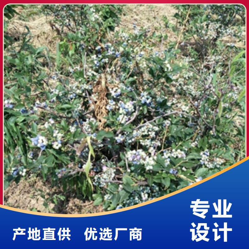 蓝莓苗_碧桃产地批发