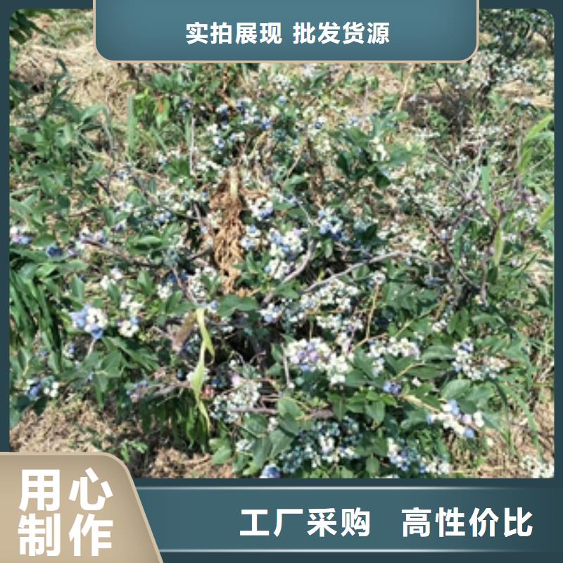 正家泰山景松 造型景松【 蓝莓苗生产加工】诚信商务网