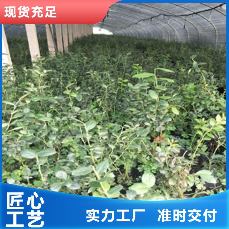 正家泰山景松 造型景松【 蓝莓苗生产加工】诚信商务网
