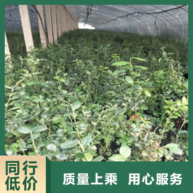泰山景松 造型景松视频-泰山景松 造型景松_辽宁省抚顺市市场覆盖顺城|新抚|阜新|锦州|营口|丹东等