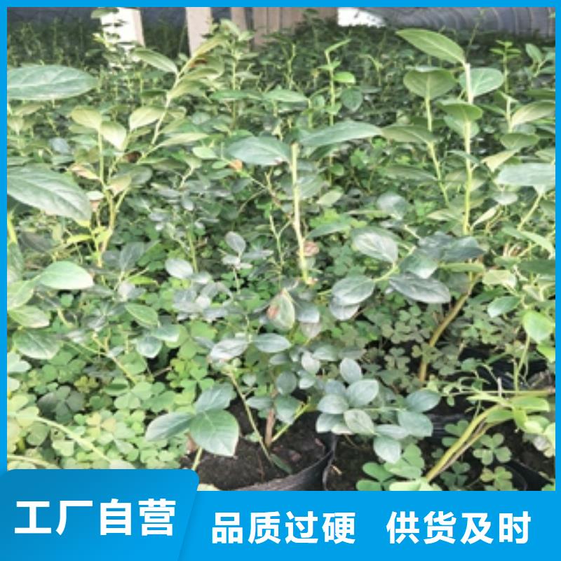 蓝莓苗泰山景松造型景松多年厂家可靠