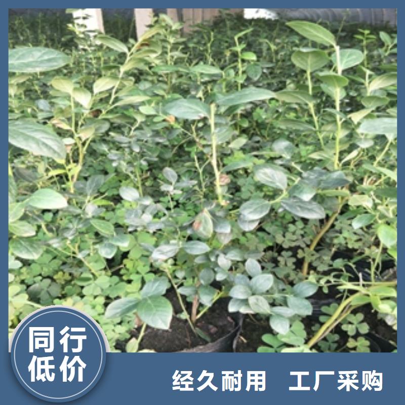 蓝莓苗碧桃厂家定制