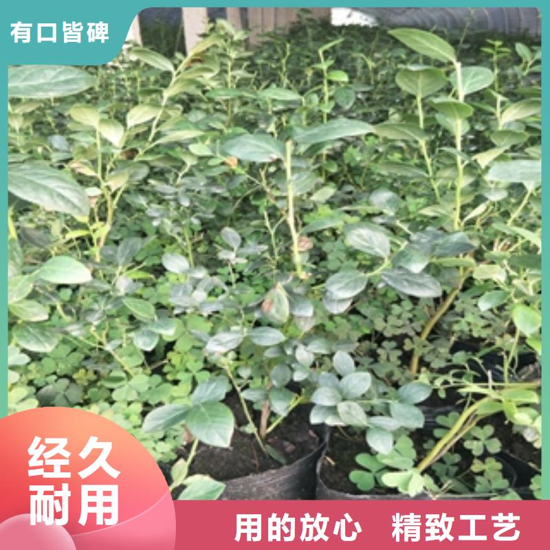 蓝莓苗泰山景松造型景松多年厂家可靠