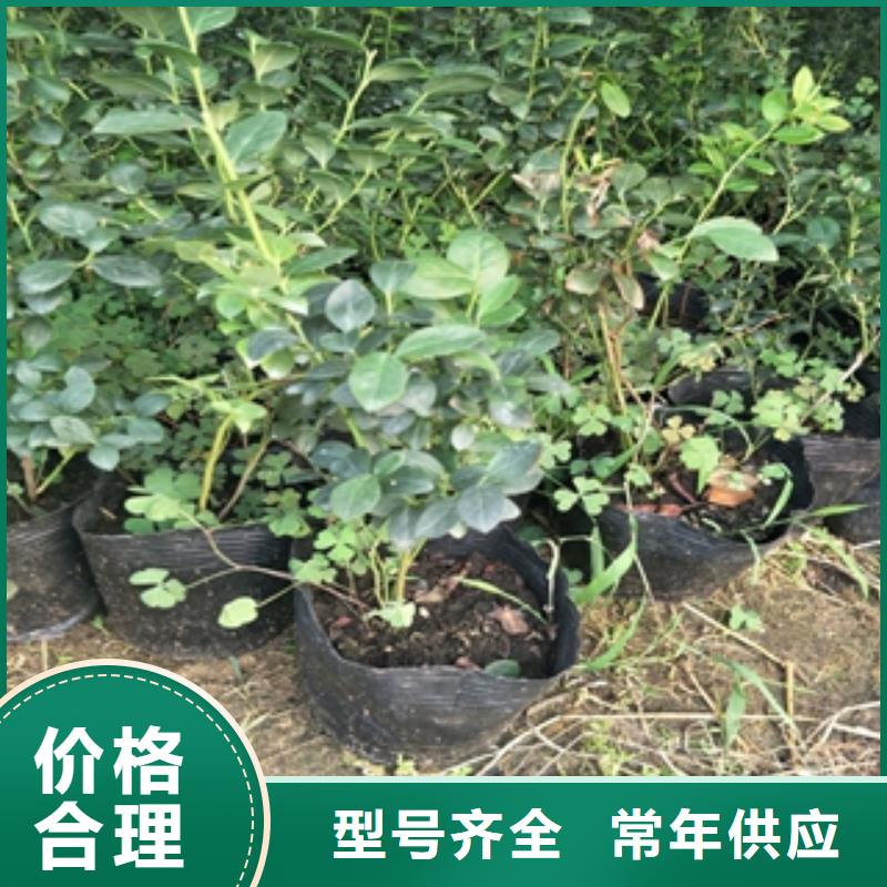 正家泰山景松 造型景松【 蓝莓苗生产加工】诚信商务网