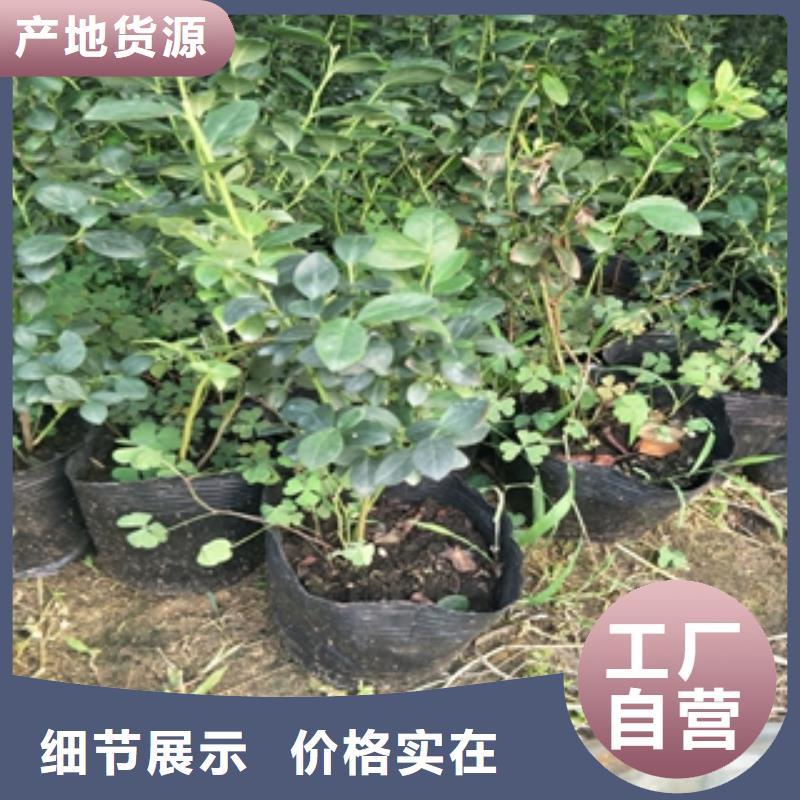 蓝莓苗核桃苗樱花苗长果桑树苗品质值得信赖