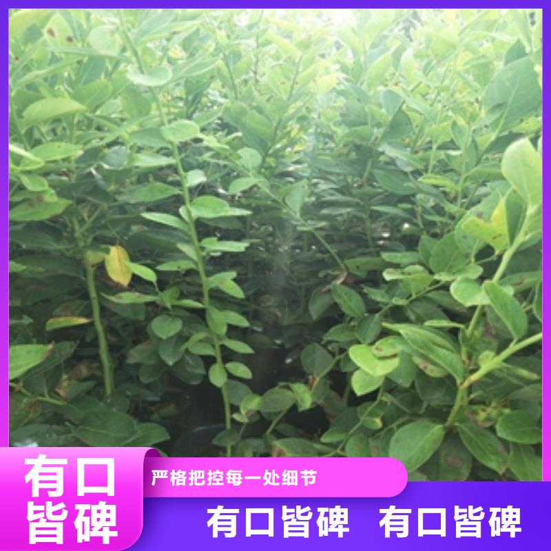 蓝莓苗-绿化树绿化工程的图文介绍