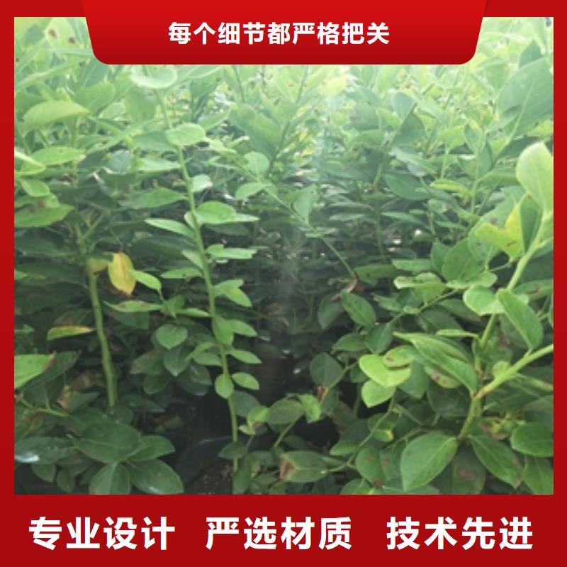 蓝莓苗碧桃厂家定制