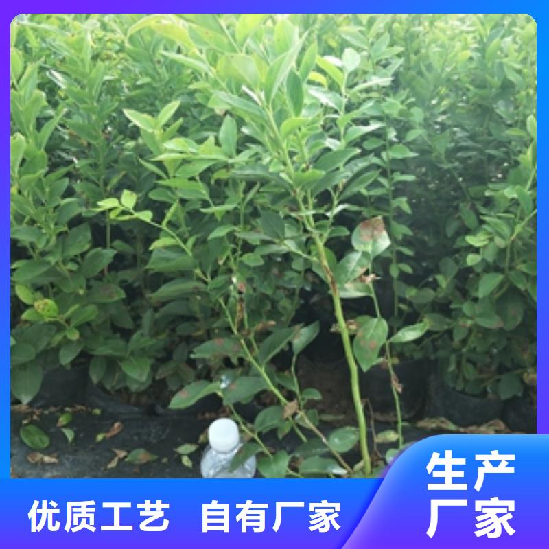 蓝莓苗占地果树高标准高品质