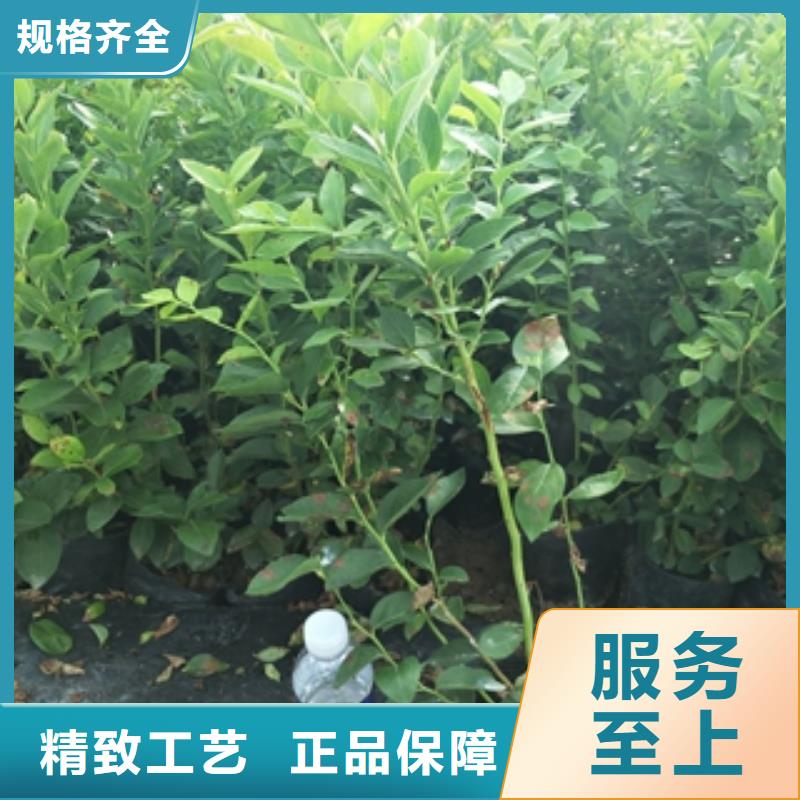 蓝莓苗泰山景松造型景松多年厂家可靠