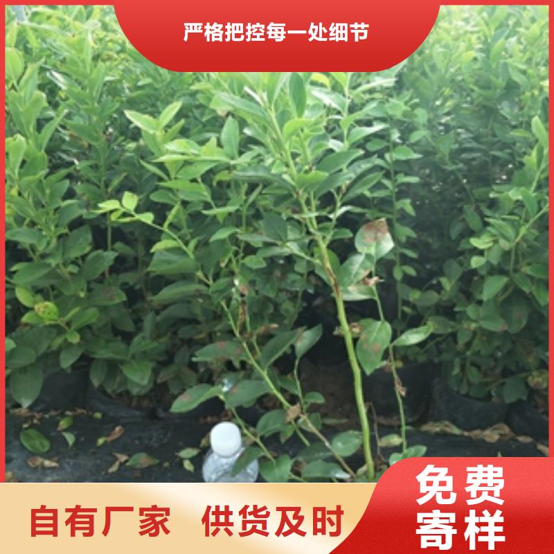 蓝莓苗细节严格凸显品质