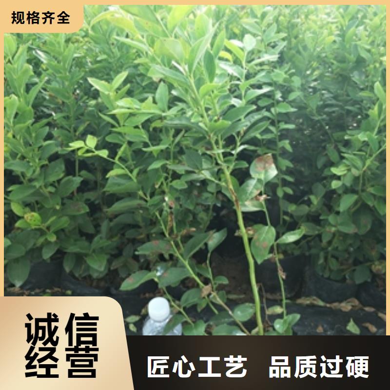 蓝莓苗泰山景松造型景松专业生产N年