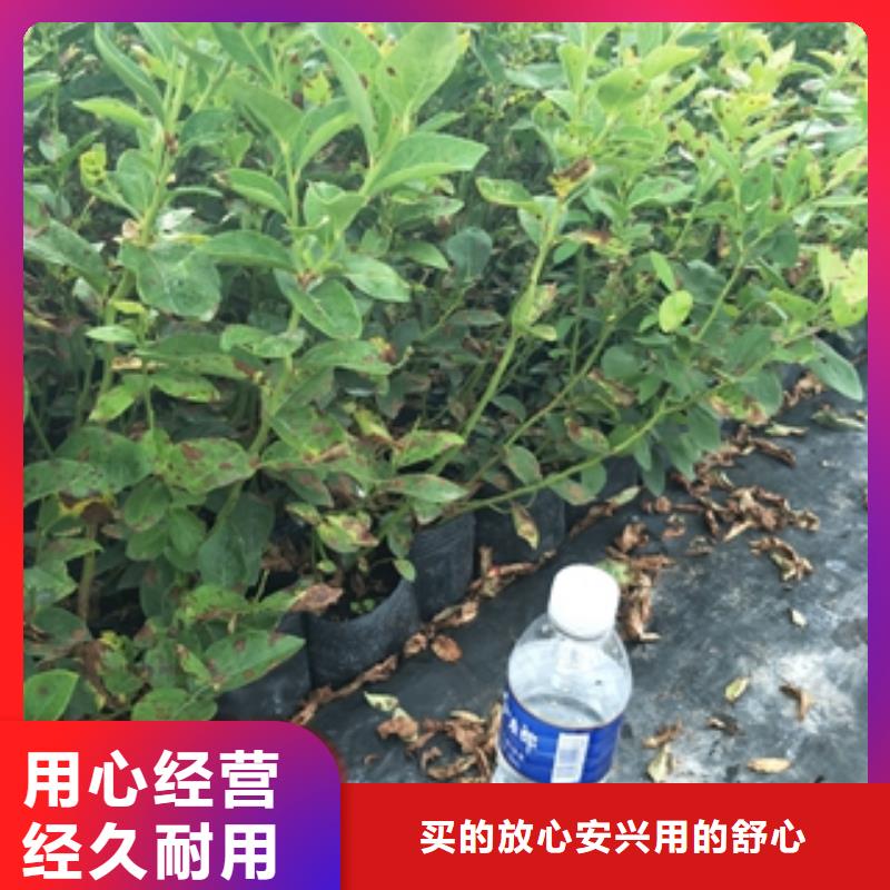 蓝莓苗_钙果苗价格地道