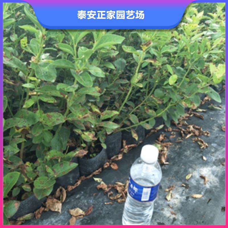 正家泰山景松 造型景松【 蓝莓苗生产加工】诚信商务网