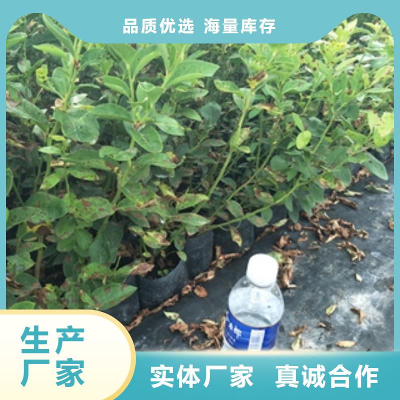 泰山景松 造型景松视频-泰山景松 造型景松_辽宁省抚顺市市场覆盖顺城|新抚|阜新|锦州|营口|丹东等