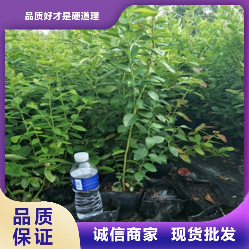 蓝莓苗-占地果树多年厂家可靠