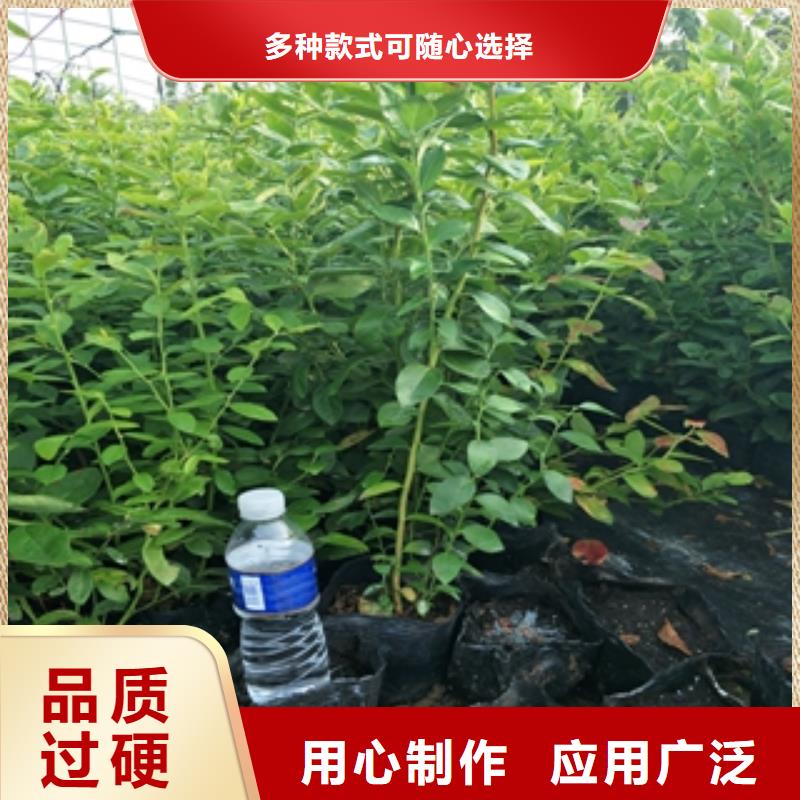 泰山景松 造型景松视频-泰山景松 造型景松_辽宁省抚顺市市场覆盖顺城|新抚|阜新|锦州|营口|丹东等