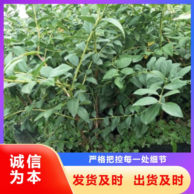 蓝莓苗_泰山景松造型景松满足客户所需