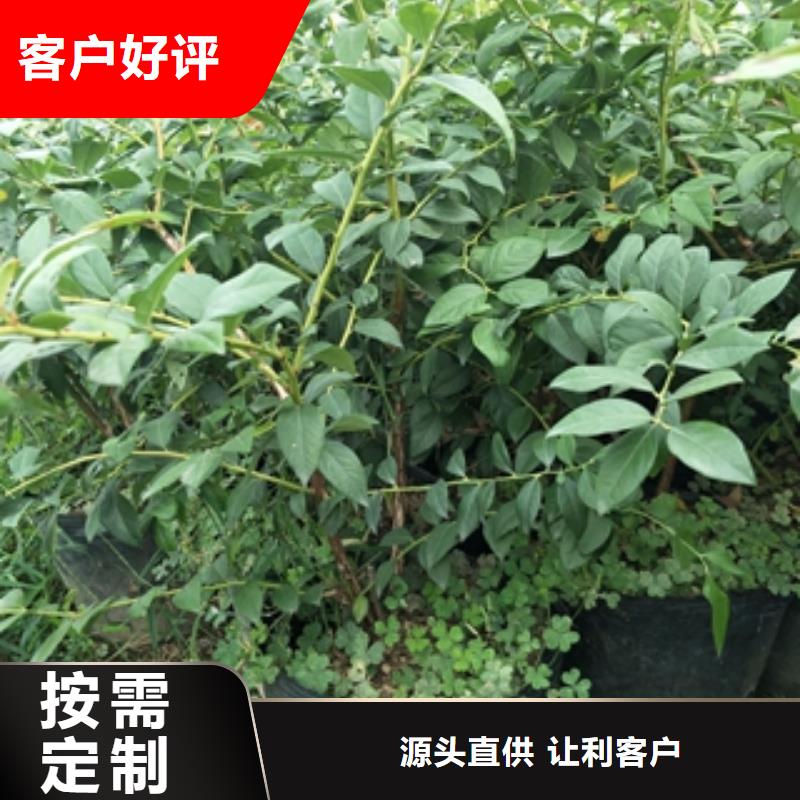 蓝莓苗,国槐质量上乘
