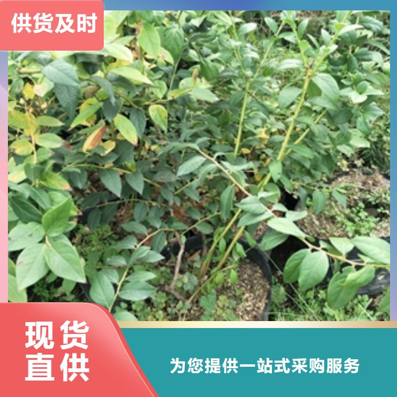 蓝莓苗占地果树高标准高品质