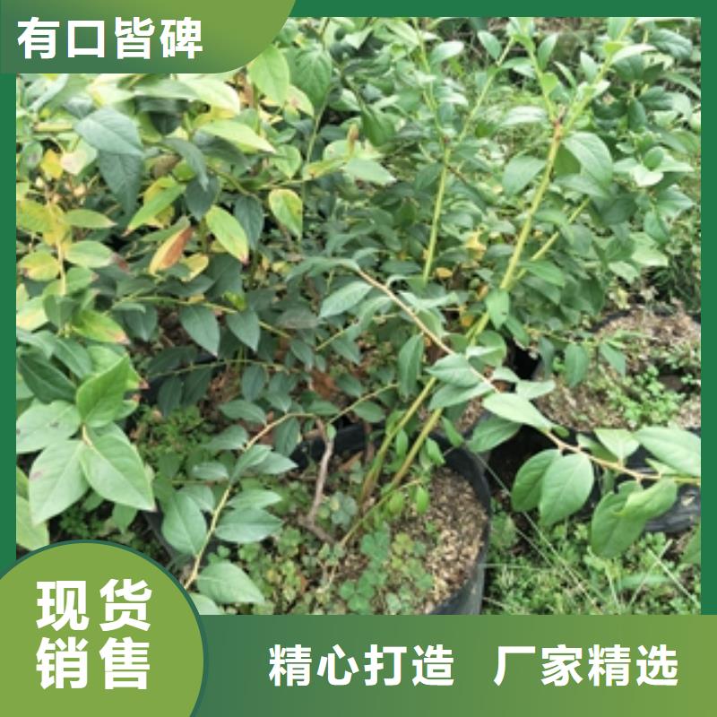 蓝莓苗碧桃厂家定制
