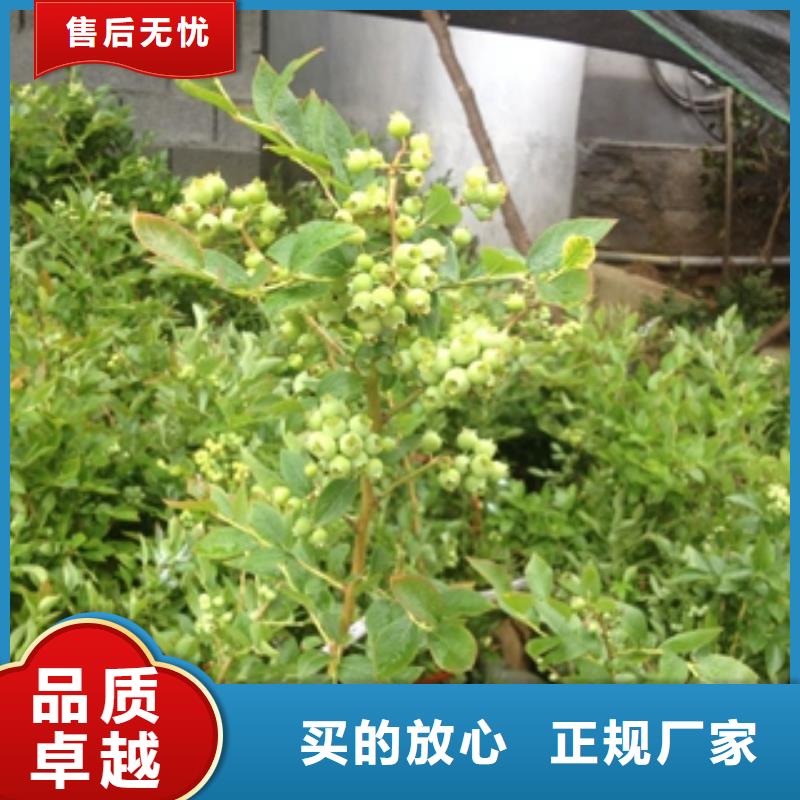 蓝莓苗_钙果苗价格地道