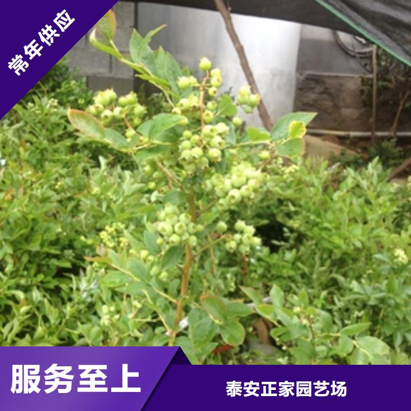 泰山景松 造型景松视频-泰山景松 造型景松_辽宁省抚顺市市场覆盖顺城|新抚|阜新|锦州|营口|丹东等