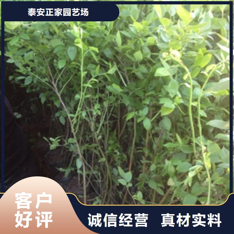 蓝莓苗泰山景松造型景松多年厂家可靠