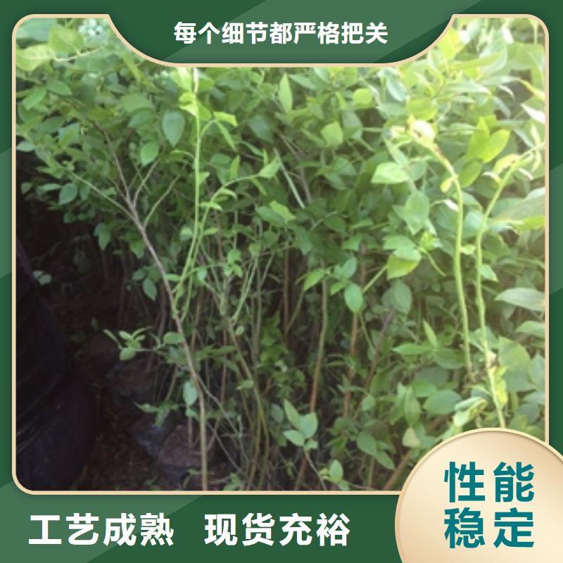 蓝莓苗核桃苗樱花苗长果桑树苗品质值得信赖