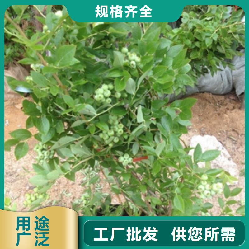 蓝莓苗,国槐质量上乘